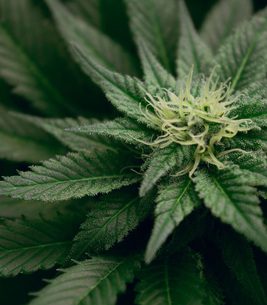 Seguimiento a la regulación de cannabis en México. Alimentos, Suplementos Alimenticios, Bebidas no Alcohólicas y Bebidas Alcohólicas.